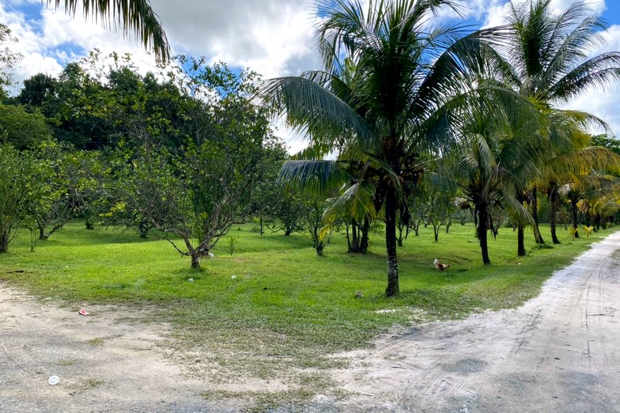 Anjuli Nature Resort — citrus tuin